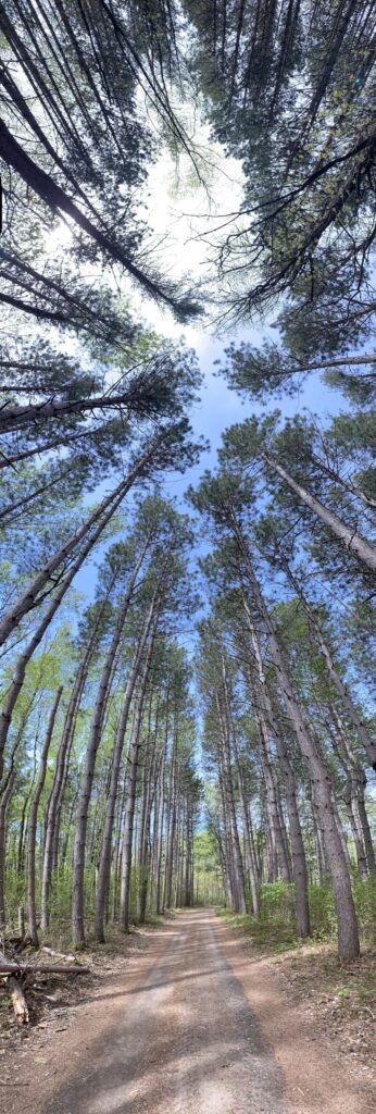 Panorama of Red Pines from Northern Minnesota